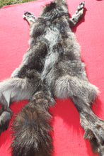 Load image into Gallery viewer, BLACK Canadian Wolf - Taxidermy Quality - WLF1056

