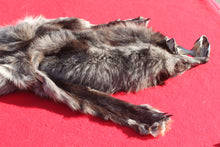 Load image into Gallery viewer, BLACK Canadian Wolf - Taxidermy Quality - WLF1056
