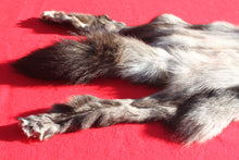 Load image into Gallery viewer, BLACK Canadian Wolf - Taxidermy Quality - WLF1056
