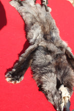 Load image into Gallery viewer, BLACK Canadian Wolf - Taxidermy Quality - WLF1056
