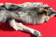 Load image into Gallery viewer, Canadian Wolf - HAS FEET AND CLAWS - WLF1057
