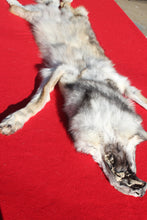 Load image into Gallery viewer, Canadian Wolf - HAS FEET AND CLAWS - WLF1057
