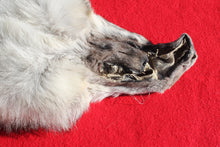 Load image into Gallery viewer, Canadian Wolf - HAS FEET AND CLAWS - WLF1057
