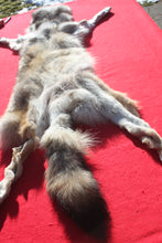Load image into Gallery viewer, Canadian Wolf - HAS FEET AND CLAWS - WLF1057
