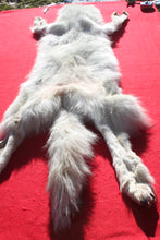 Load image into Gallery viewer, Canadian Arctic Wolf - HAS FEET AND CLAWS - WLF1058
