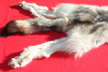 Load image into Gallery viewer, Canadian Wolf - Taxidermy Quality - WLF1059
