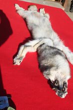 Load image into Gallery viewer, Canadian Wolf - Taxidermy Quality - WLF1059
