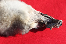 Load image into Gallery viewer, Canadian Wolf - Taxidermy Quality - WLF1059
