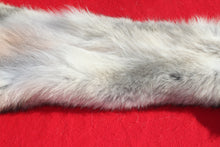 Load image into Gallery viewer, Canadian Wolf - Taxidermy Quality - WLF1059
