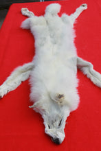 Load image into Gallery viewer, Canadian Arctic Wolf - HAS FEET AND CLAWS -WLF1060
