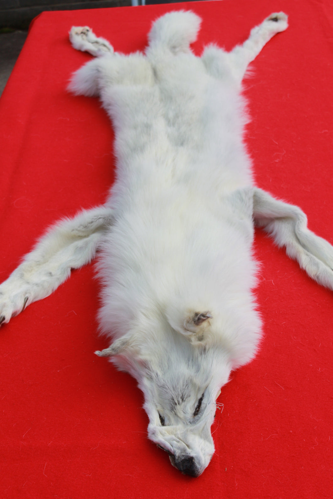 Canadian Arctic Wolf - HAS FEET AND CLAWS -WLF1060