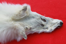 Load image into Gallery viewer, Canadian Arctic Wolf - HAS FEET AND CLAWS -WLF1060
