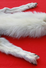 Load image into Gallery viewer, Canadian Arctic Wolf - HAS FEET AND CLAWS -WLF1060
