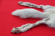 Load image into Gallery viewer, Canadian Arctic Wolf - HAS FEET AND CLAWS -WLF1060
