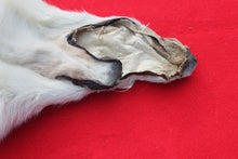 Load image into Gallery viewer, Canadian Arctic Wolf - HAS FEET AND CLAWS -WLF1060
