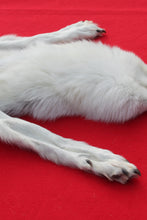 Load image into Gallery viewer, Canadian Arctic Wolf - HAS FEET AND CLAWS -WLF1060
