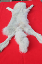 Load image into Gallery viewer, Canadian Arctic Wolf - HAS FEET AND CLAWS -WLF1060
