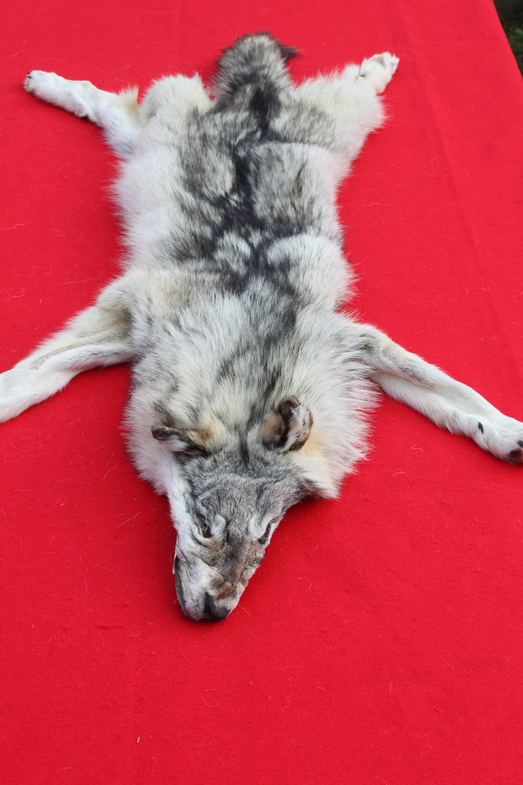 Canadian Arctic Wolf - HAS FEET ANC CLAWS - WLF1063