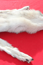 Load image into Gallery viewer, Canadian Wolf - Taxidermy Quality - WLF1064
