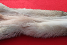 Load image into Gallery viewer, Canadian Wolf - Taxidermy Quality - WLF1064
