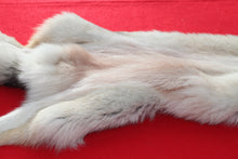 Load image into Gallery viewer, Canadian Wolf - Taxidermy Quality - WLF1064
