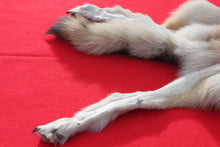 Load image into Gallery viewer, Canadian Wolf - Taxidermy Quality - WLF1064
