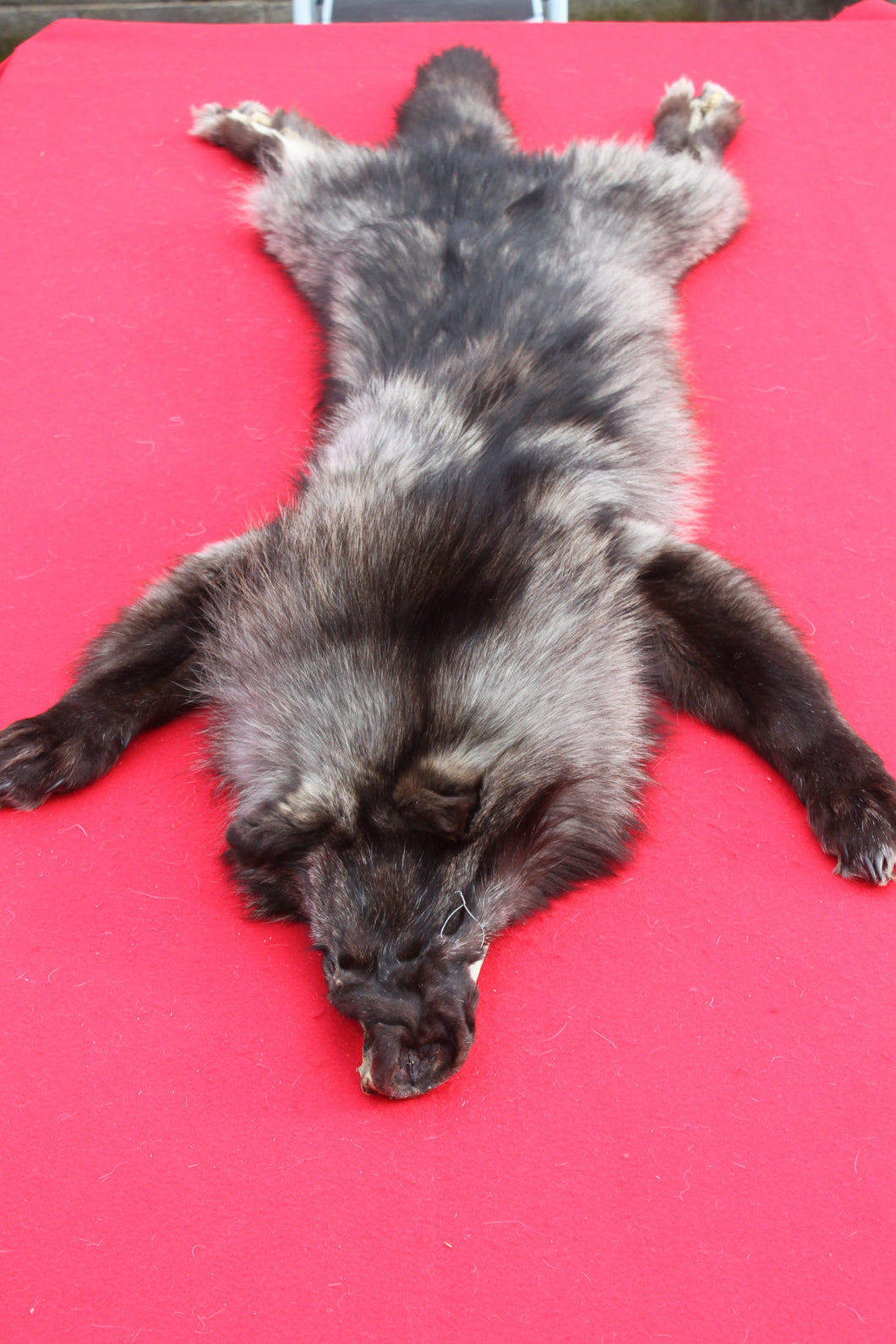 BLACK Canadian Wolf - Taxidermy Quality - WLF1065
