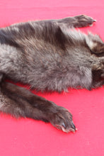 Load image into Gallery viewer, BLACK Canadian Wolf - Taxidermy Quality - WLF1065
