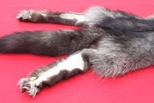 Load image into Gallery viewer, BLACK Canadian Wolf - Taxidermy Quality - WLF1065
