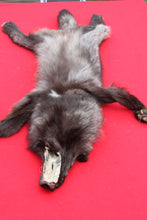 Load image into Gallery viewer, BLACK Canadian Wolf - Taxidermy Quality - WLF1065
