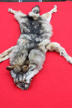 Load image into Gallery viewer, Eastern Canada Wolf - Taxidermy Quality - WLF1067
