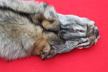 Load image into Gallery viewer, Eastern Canada Wolf - Taxidermy Quality - WLF1067
