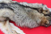 Load image into Gallery viewer, Eastern Canada Wolf - Taxidermy Quality - WLF1067
