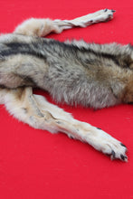 Load image into Gallery viewer, Eastern Canada Wolf - Taxidermy Quality - WLF1067
