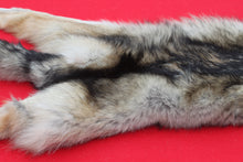 Load image into Gallery viewer, Eastern Canada Wolf - Taxidermy Quality - WLF1067

