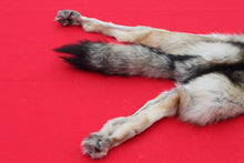 Load image into Gallery viewer, Eastern Canada Wolf - Taxidermy Quality - WLF1067
