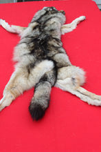 Load image into Gallery viewer, Eastern Canada Wolf - Taxidermy Quality - WLF1067
