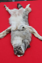 Load image into Gallery viewer, Eastern Canada Wolf - Taxidermy Quality - WLF1067
