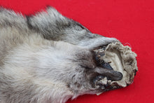 Load image into Gallery viewer, Eastern Canada Wolf - Taxidermy Quality - WLF1067
