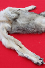 Load image into Gallery viewer, Eastern Canada Wolf - Taxidermy Quality - WLF1067
