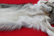 Load image into Gallery viewer, Eastern Canada Wolf - Taxidermy Quality - WLF1067
