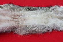 Load image into Gallery viewer, Eastern Canada Wolf - Taxidermy Quality - WLF1067
