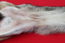 Load image into Gallery viewer, Eastern Canada Wolf - Taxidermy Quality - WLF1067
