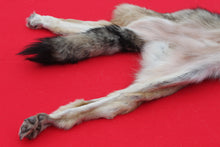 Load image into Gallery viewer, Eastern Canada Wolf - Taxidermy Quality - WLF1067

