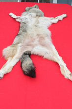 Load image into Gallery viewer, Eastern Canada Wolf - Taxidermy Quality - WLF1067
