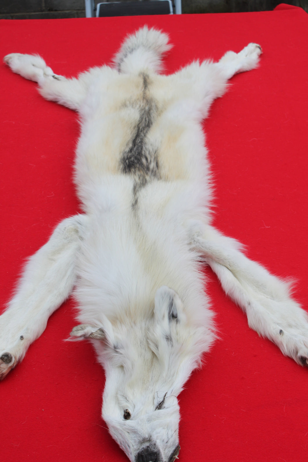 Canadian Arctic Wolf - Taxidermy Quality - WLF1069