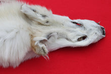 Load image into Gallery viewer, Canadian Arctic Wolf - Taxidermy Quality - WLF1069
