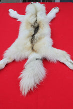 Load image into Gallery viewer, Canadian Arctic Wolf - Taxidermy Quality - WLF1069
