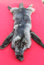 Load image into Gallery viewer, SUPER NICE BLACK FEMALE ARCTIC WOLF  ( # 1075 )TAXIDERMY QUALITY
