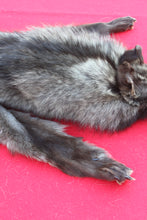 Load image into Gallery viewer, SUPER NICE BLACK FEMALE ARCTIC WOLF  ( # 1075 )TAXIDERMY QUALITY
